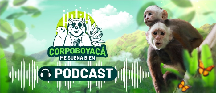 Podcast